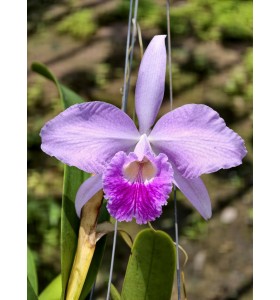 C. Welsiana &ndash; D&ograve;ng cattleya cổ điển với vẻ đẹp đầy quyến rũ - TG