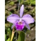 C. Welsiana – Dòng cattleya cổ điển với vẻ đẹp đầy quyến rũ - TG