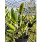 C. loddigesii – Vẻ đẹp nhẹ nhàng, hương thơm đầy quyến rũ - TG