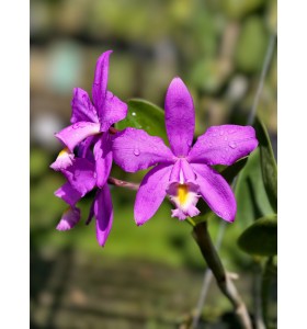 C. loddigesii &ndash; Vẻ đẹp nhẹ nh&agrave;ng, hương thơm đầy quyến rũ - TG