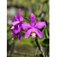 C. loddigesii – Vẻ đẹp nhẹ nhàng, hương thơm đầy quyến rũ - TG