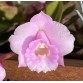 L. alaorii Rose Dark nhập Brazil – Mini quý hiếm với sắc hồng đậm đầy cuốn hút - TG