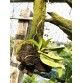 L. alaorii Rose Dark nhập Brazil – Mini quý hiếm với sắc hồng đậm đầy cuốn hút - TG