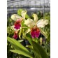 C. Triumphans – Vẻ đẹp quyền lực của dòng cattleya cổ điển
