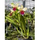 C. Triumphans – Vẻ đẹp quyền lực của dòng cattleya cổ điển