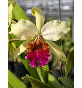 C. Triumphans &ndash; Vẻ đẹp quyền lực của d&ograve;ng cattleya cổ điển