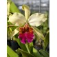 C. Triumphans – Vẻ đẹp quyền lực của dòng cattleya cổ điển