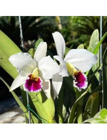 C. percivaliana s/a Black Lip &ndash; Semi alba m&ocirc;i hồng đen cực kỳ nổi bậtt - TG