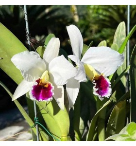 C. percivaliana s/a Black Lip &ndash; Semi alba m&ocirc;i hồng đen cực kỳ nổi bậtt - TG