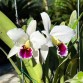 C. percivaliana s/a Black Lip – Semi alba môi hồng đen cực kỳ nổi bậtt - TG