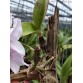 Nobilior amaliae – Dòng cattleya Brazil đầy khí chất, bán theo hướng - TG