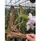 Nobilior amaliae – Dòng cattleya Brazil đầy khí chất, bán theo hướng - TG