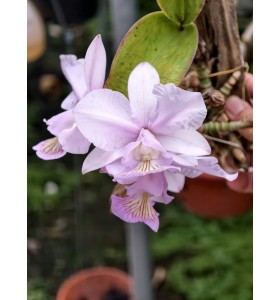 Nobilior amaliae &ndash; D&ograve;ng cattleya Brazil đầy kh&iacute; chất, b&aacute;n theo hướng - TG