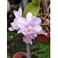 Nobilior amaliae – Dòng cattleya Brazil đầy khí chất, bán theo hướng - TG
