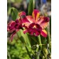 Rlc. Toshie Aoki ‘Starburst’ AM/AOS – Siêu phẩm Cattleya hoa sao rực rỡ - TG