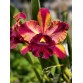 Rlc. Toshie Aoki ‘Starburst’ AM/AOS – Siêu phẩm Cattleya hoa sao rực rỡ - TG