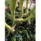 Rlc. Toshie Aoki ‘Starburst’ AM/AOS – Siêu phẩm Cattleya hoa sao rực rỡ - TG