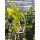 Laelia anceps var. coerulea – Sắc blue tím thanh tao đầy cuốn hút - TG
