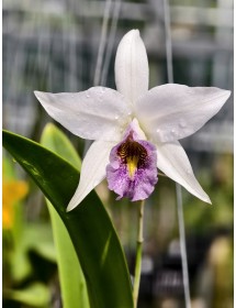 Laelia anceps var. coerulea &ndash; Sắc blue t&iacute;m thanh tao đầy cuốn h&uacute;t - TG
