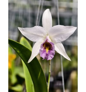 Laelia anceps var. coerulea &ndash; Sắc blue t&iacute;m thanh tao đầy cuốn h&uacute;t - TG
