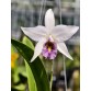 Laelia anceps var. coerulea – Sắc blue tím thanh tao đầy cuốn hút - TG