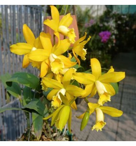 BLC. GOLDEN CHIEFTAIN &ldquo;AKUKII&rdquo; - TG