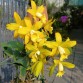 Blc. GOLDEN CHIEFTAIN “AKUKII”
