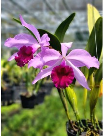 C. eximia nhập Mỹ &ndash; D&ograve;ng cattleya qu&yacute; với vẻ đẹp đầy cuốn h&uacute;t - TG