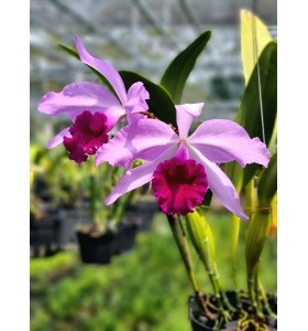 C. eximia nhập Mỹ &ndash; D&ograve;ng cattleya qu&yacute; với vẻ đẹp đầy cuốn h&uacute;t - TG