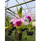 C. eximia nhập Mỹ – Dòng cattleya quý với vẻ đẹp đầy cuốn hút - TG