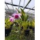 C. eximia nhập Mỹ – Dòng cattleya quý với vẻ đẹp đầy cuốn hút - TG