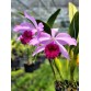 C. eximia nhập Mỹ – Dòng cattleya quý với vẻ đẹp đầy cuốn hút - TG