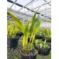 C. eximia nhập Mỹ – Dòng cattleya quý với vẻ đẹp đầy cuốn hút - TG