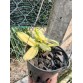 Dendro lá sọc xổ – Thanh lý giá mềm cho anh em mê hàng độc - TG