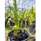 L. purpurata ‘Argolao’ – Mặt hoa Brazil đầy khí chất và đẳng cấp - TG