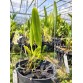 L. purpurata ‘Argolao’ – Mặt hoa Brazil đầy khí chất và đẳng cấp - TG