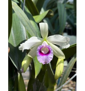 L. purpurata &lsquo;Argolao&rsquo; &ndash; Mặt hoa Brazil đầy kh&iacute; chất v&agrave; đẳng cấp - TG