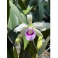 L. purpurata ‘Argolao’ – Mặt hoa Brazil đầy khí chất và đẳng cấp - TG