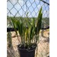 Brassavola Interdosa - TG
