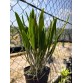 Brassavola Interdosa - TG