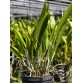 Brassavola Interdosa - TG