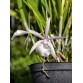 Brassavola Interdosa - TG