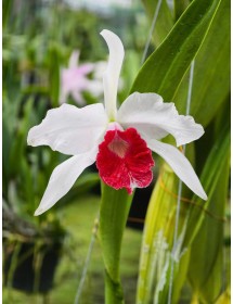 L. purpurata carnea cereja nhập Brazil &ndash; Lưỡi đỏ đậm đầy m&ecirc; hoặc - TG