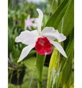 L. purpurata carnea cereja nhập Brazil &ndash; Lưỡi đỏ đậm đầy m&ecirc; hoặc - TG