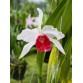 L. purpurata carnea cereja nhập Brazil – Lưỡi đỏ đậm đầy mê hoặc - TG