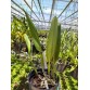L. purpurata carnea cereja nhập Brazil – Lưỡi đỏ đậm đầy mê hoặc - TG