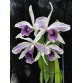 L. purpurata var werkhauseri – Vẻ đẹp quý phái của lan Brazil  - TG