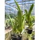 L. purpurata var werkhauseri – Vẻ đẹp quý phái của lan Brazil  - TG