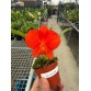 Soph. Coccinea – 4N: Lan Rừng Siêu Mini Đỏ Rực Rỡ