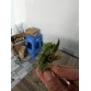 Laelia pygmaea – Dòng lan mini Brazil nhỏ nhắn nhưng đầy cuốn hút -TG
